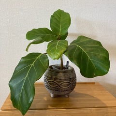 観葉植物アフリカンプリンスT-06