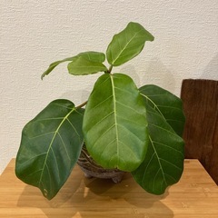 観葉植物アフリカンプリンスT-05
