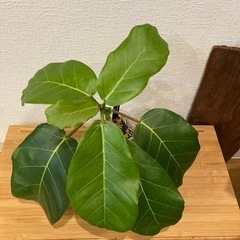 観葉植物アフリカンプリンスT-05の画像