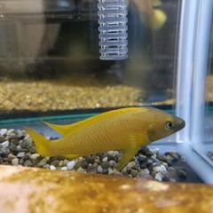 熱帯魚ネオランプロローグスレレウピー、引き渡し場所時間限定の画像