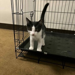 ハチワレ仔猫8/16 犬猫クリニックこのはな譲渡会参加予定