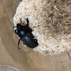 カブトムシ ペア (採集個体)の画像