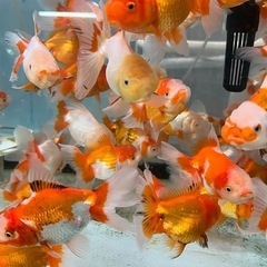 伊勢オランダ獅子頭の画像