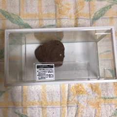 枠付きガラス水槽
の画像