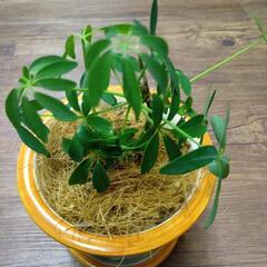 シェフレラ陶器鉢植え　カポックの画像