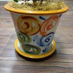 シェフレラ陶器鉢植え　カポックの画像