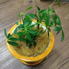 シェフレラ陶器鉢植え　カポックの画像