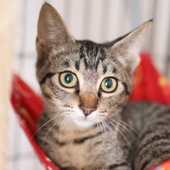 《フフ》ヘソ天ゴロゴロの甘えん坊🐈
