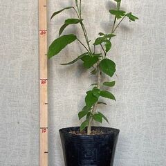 ハイビスカス（ホワイトバタフライ）苗木　の画像