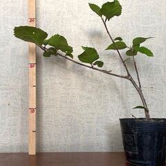 ハイビスカス（ピンク）苗木の画像