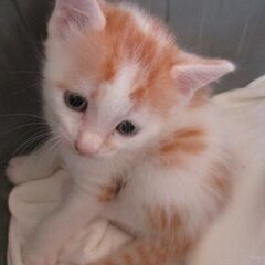 ふわふわなかわいいミックス子猫