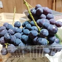 （お取引相手決まりました）種無しピオーネ　1kg　4房①の画像