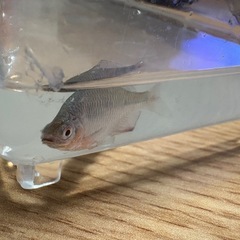 フナと何かのミックス？の画像