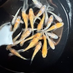 王華5匹_メダカの画像