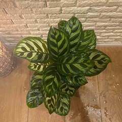 ꧁𝑺𝑶𝑳𝑫꧂✨❇️観葉植物【カラテア・マコヤナ】✨の画像