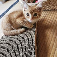 茶トラ 人馴れしていないシャーシャーな3歳の茶トラ猫😸 (chibi) 三十八