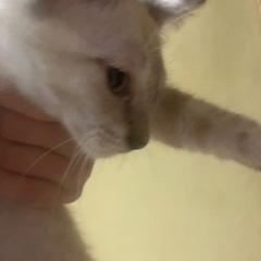 白いシャム系の男の子　オス5ヶ月 - 里親募集