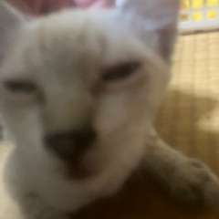 白いシャム系の男の子　オス5ヶ月 - 猫