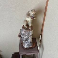 剥製　3点セットの画像