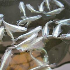 メダカ「鉄仮面フルボデイ」幼魚10匹 ③の画像