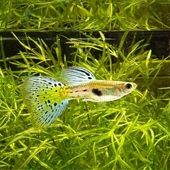 国産グッピー　ブルーグラス　オス　幼魚　1匹の画像