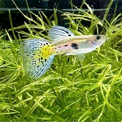国産グッピー　ブルーグラス　オス　幼魚　1匹の画像