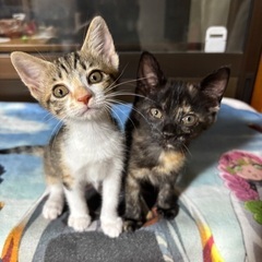 保護猫 里親様を募集します