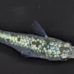 レックウザメダカ有精卵30個の画像