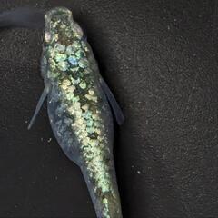 レックウザメダカ有精卵30個の画像