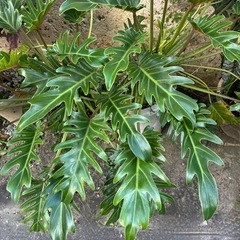 フィロデンドロン　ジャイアントザナドゥ　幹上がり　観葉植物の画像