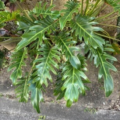 フィロデンドロン　ジャイアントザナドゥ　幹上がり　観葉植物の画像