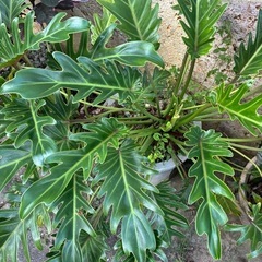 フィロデンドロン　ジャイアントザナドゥ　幹上がり　観葉植物の画像