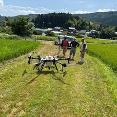 稲を吸うカメムシ大量発生　ドローンで農薬の請負散布をします。