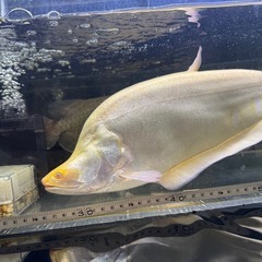 熱帯魚の画像