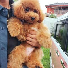 生涯大切に飼って戴ける方を募集します。