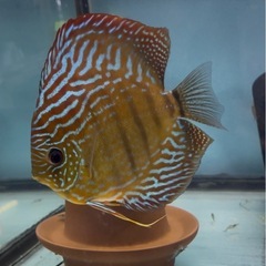 ディスカス　ワイルドクロス　幼魚5匹の画像