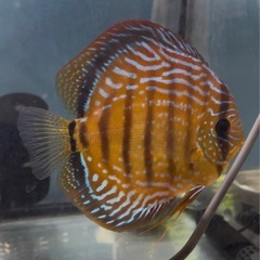 ディスカス　ワイルドクロス　幼魚5匹の画像
