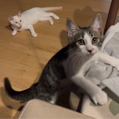 キジ白のやんちゃでビビりな男の子(=^x^=)
