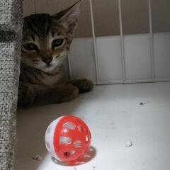 人馴れ練習中　キジトラ子猫メス