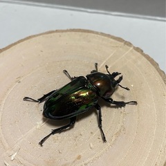 ニジイロクワガタ　ノーマルペアの画像
