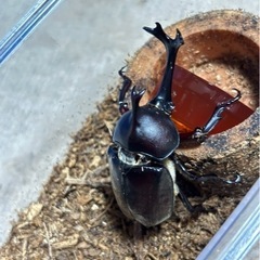 カブトムシ
の画像