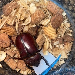 国産レッドボディーカブトムシの幼虫7匹の画像