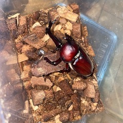 国産レッドボディーカブトムシの幼虫7匹の画像