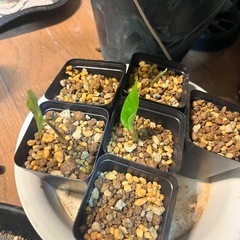 観葉植物　アロカシア300円均一セール8月15日までのお取引き限定の画像