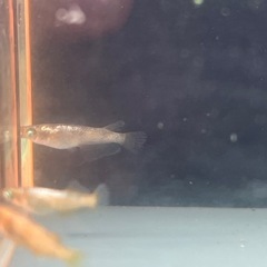若魚　金閣1ペア　両目アースアイ　めだか　メダカの画像