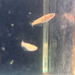 若魚　金閣1ペア　両目アースアイ　めだか　メダカの画像