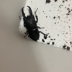国産ヒラタクワガタオス4匹
の画像