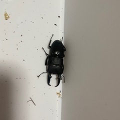 国産ヒラタクワガタオス4匹
の画像