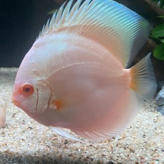 ディスカス(熱帯魚)の画像