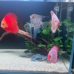 ディスカス(熱帯魚)の画像